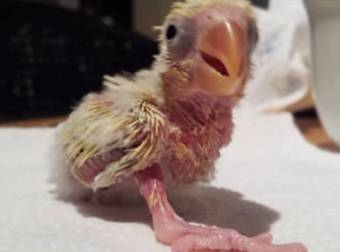 This Abandoned Bird Was Ignored By Its Parents, But What Happened Next Is Lovely