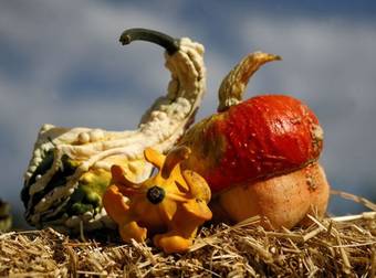 Pumpkins Are Out. Autumn 2014 Is All About Decorating Funky Gourds.