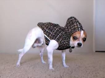 This Handsome Italian Man And His Cute Little Chihuahua Are Too Cute To Handle