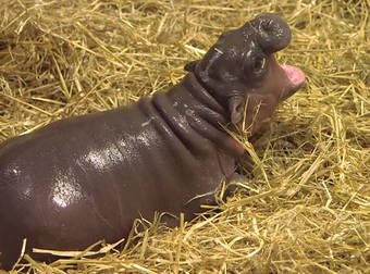 This Newborn Pygmy Hippo In London Is About To Steal Your Heart