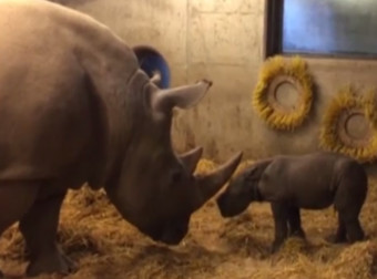 Watch As This Incredible, Gentle Giant Meets Her Baby For The First Time, Aww