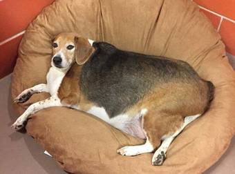 This 85-Pound Beagle Named Kale Chips Is On A Strict Diet…For Obvious Reasons