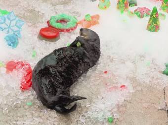 Otters Are The Best And This Adorable Video Of Them Getting Presents Proves It