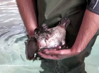 Don’t Think Platypuses Are Adorable? This Video Will Convince You.