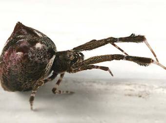 What This Spider Does To Its Prey Before It Eats Them Is Right Out Of A Horror Movie