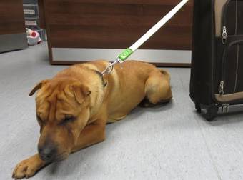 Adorable Dog Abandoned With His Own Suitcase In Scotland Train Station