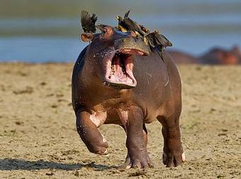 What Happens When Birds Land On This Baby Hippo Is The Best Thing Ever