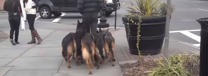 You Won’t Believe What Happens When This Guy Takes 5 German Shepherds For A Walk