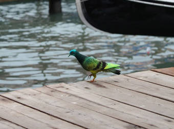 Venice’s Pigeons Get an Unexpected Makeover