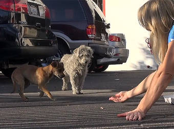 These Two Stray Dogs Were Separated During A Rescue, But Found Each Other At Last