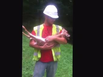 Workers Discover The Cuddliest Baby Deer Who Doesn’t Want To Be Let Go