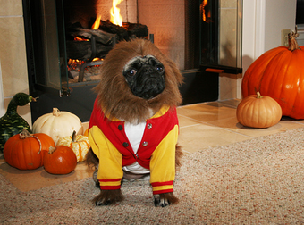 15 Pugs Who Are Very Sad It’s Halloween. But They’re Also So, So Cute.