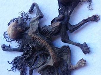 Could These Animal Bodies Be That Of The Ever Elusive And Mythical ‘Chupacabras’?