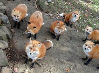 There’s One Special Place That’s Overrun With These Foxes – And It’s Heaven On Earth