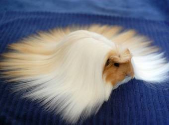 15 Furry Animals Who Will Give You Serious Hair Envy. They Are Gorgeous.