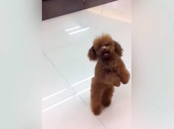 Nothing To See Here, Just An Adorable Little Puppy Strolling The Grocery Aisles