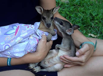 These Baby Wallabies Met For The First Time, And They Were Adorable