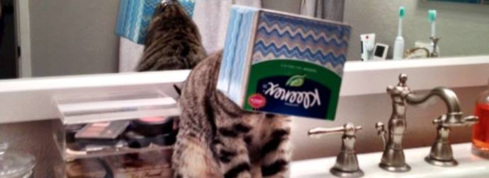 No, These 20 Hysterical Pets Will NOT Give You Some Privacy In The Bathroom