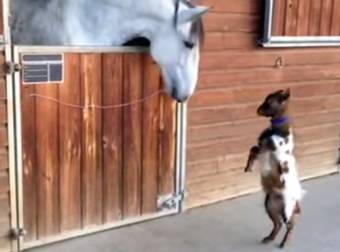 When A Pygmy Goat Came Across A Gigantic Horse, The Cutest Thing Happened