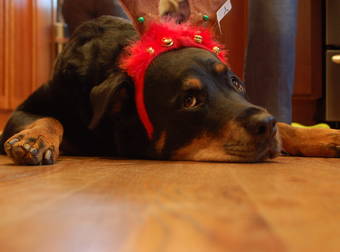 12 Foods You Shouldn’t Share With Your Pet, Even During The 12 Days of Christmas