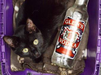 This Cat Would Be Dead If It Didn’t Get Super Drunk On Vodka. Crazy, But True.