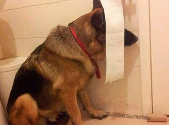 These 20 Dogs Are Truly Terrible At Playing Hide And Seek, But It’s SO Cute