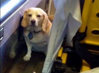 What This Dog Did When His Owner Went To The Hospital Had Me In Tears