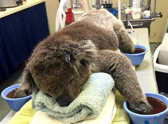 Koalas Suffering From Australian Brushfire Need Your Help Making Mittens