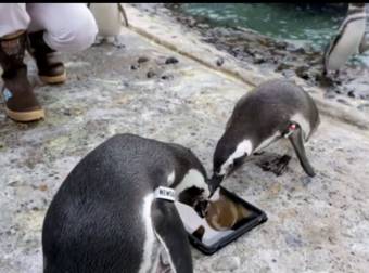 Watch These Adorable Penguins Play Video Games On The iPad…And Love It