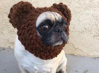 16 Winter Accessories That’ll Help Your Pet Survive The Cold Weather