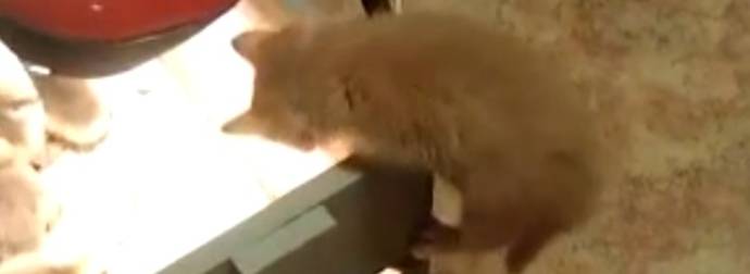 What Happened When This Kitten Discovered A Box Of Ducklings Made My Year