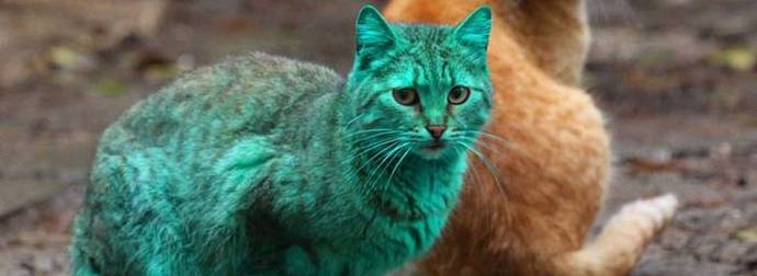 This Mystery Behind This Green Bulgarian Cat May Finally Be Solved