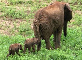 These Adorable And Incredibly Rare Twin Elephants Will Steal Your Heart