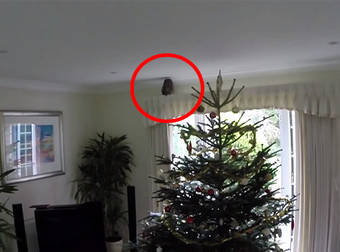 This Owl Was Rescued From A Woman’s Living Room After It Flew Down Her Chimney