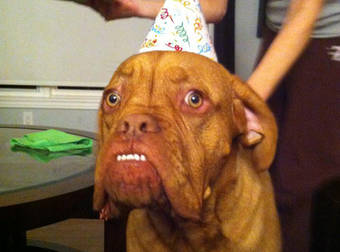 These 21 Adorable Dogs Are Celebrating Their Birthdays, Just Like Us