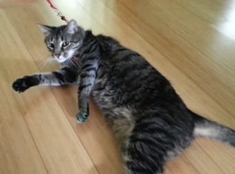 They Tried To Take Their Cat On A Walk, But His Reaction To A Leash Was Hysterical