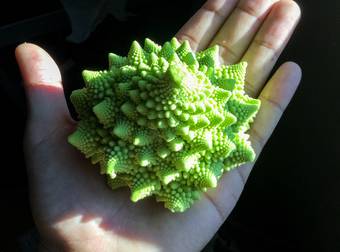 This Plant Might Look Like It’s From Outer Space, But It’s Totally Edible