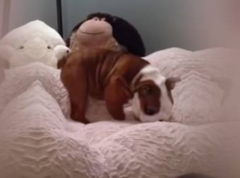 A Bulldog Puppy Was Given What He Always Wanted: A Brand New, Fluffy Bed