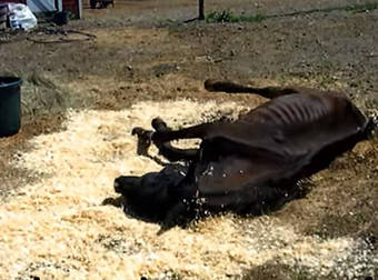 A Horse Left For Dead Gets A Beautiful Second Chance At Life