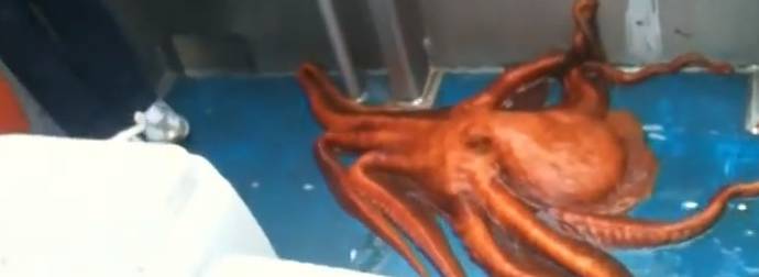 What Fishermen Caught This Octopus Doing Is Downright Insane