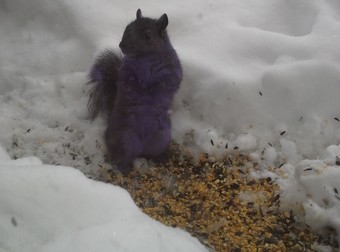 You’ll Never Believe What Winter Salt Is Doing To Our City’s Squirrels