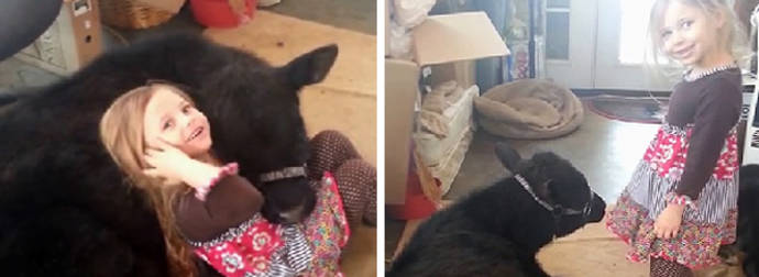 Oops, This Little Girl Accidentally Let Her Bovine Bestie Inside The House