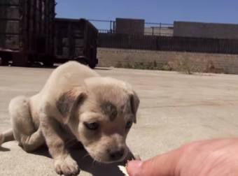 This Homeless Family Of Pups Was Rescued From The Streets Of LA