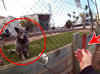 Watch How A Friendly Australian Postman Deals With Dogs On His Route