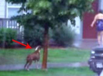 A Helpless Boxer Was Left Out In A Storm…Til A Kind Neighbor Stepped In