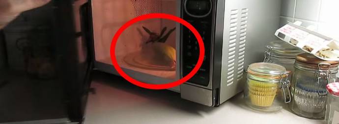 This Guy Created Something Amazing By Putting An Ear Of Corn In The Microwave3