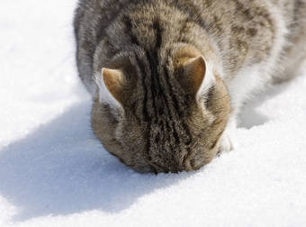 These Animals Are Having Really Mixed Emotions About This Winter Weather