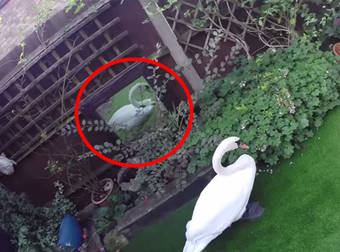 Swan Admiring Its Own Reflection In Someone’s Backyard Gets Caught And Set Free.