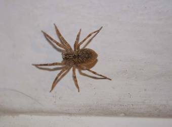 What Happens When This Little Girl Meets A Terrifying Spider Will Warm Your Heart