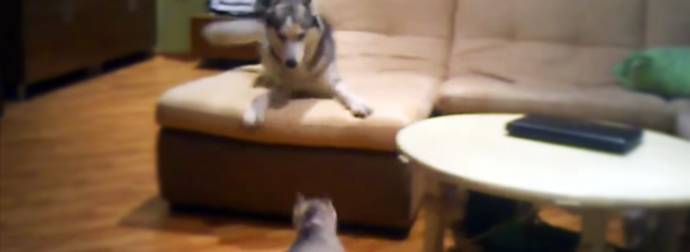 This Mom Husky Knows How To Keep Her Little Pups (And Us) Entertained For Hours